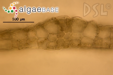 Audouinella caespitosa (J.Agardh) P.S.Dixon