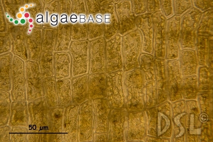Dictyota binghamiae J.Agardh