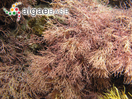 Amphiroa gracilis Harvey