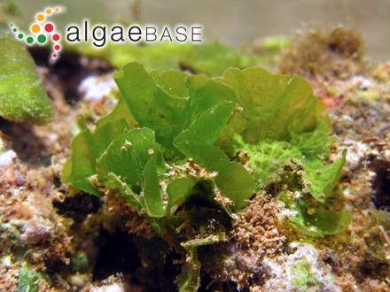 Anadyomene plicata C.Agardh