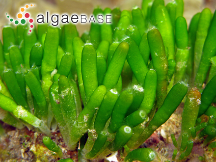 Bornetella oligospora Solms-Laubach