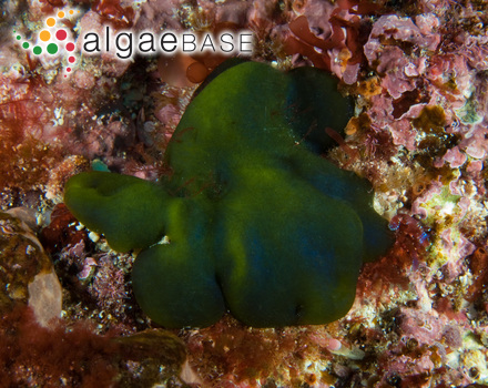 Codium lucasii Setchell