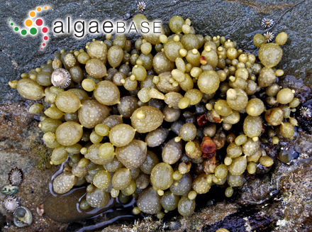 Cystosphaera jacquinotii (Montagne) Skottsberg