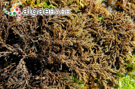 Ericaria selaginoides (Linnaeus) Molinari & Guiry