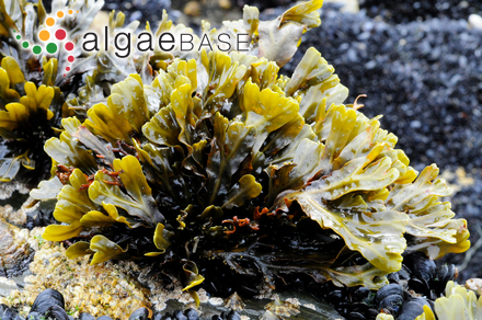 Fucus vesiculosus var. linearis (Hudson) Kützing