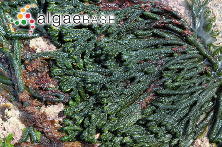 Plocamium vulgare J.V.Lamouroux
