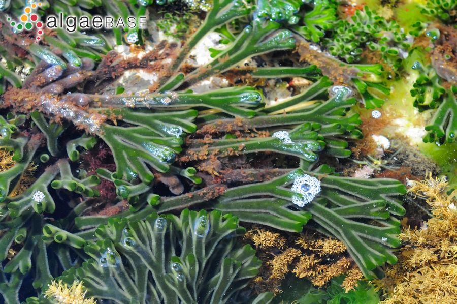 Codium fragile subsp. tasmanicum (J.Agardh) P.C.Silva