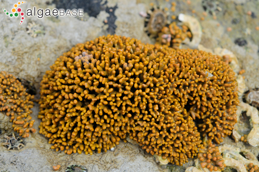 Spongites hyperellus (Foslie) Penrose