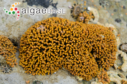 Spongites hyperellus (Foslie) Penrose