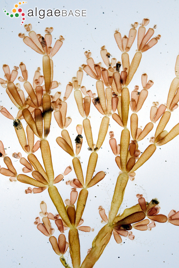Coeloclonium tasmanicum (Harvey) Womersley