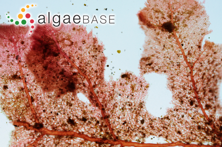 Sphaerococcus obtusatus (Sonder) Kützing