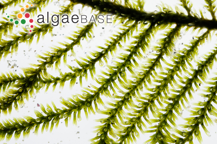 Caulerpa flexilis J.V.Lamouroux ex C.Agardh