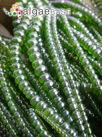 Chaetomorpha coliformis (Montagne) Kützing