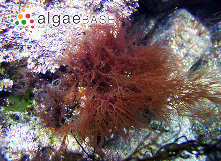 Sargassum distichum Sonder