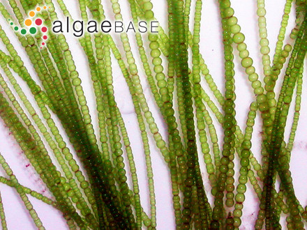 Sargassum divaricatum Greville