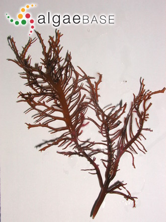 Chondrus armatus (Harvey) Okamura
