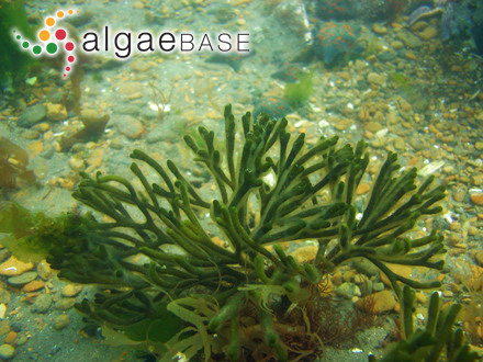 Codium fragile (Suringar) Hariot