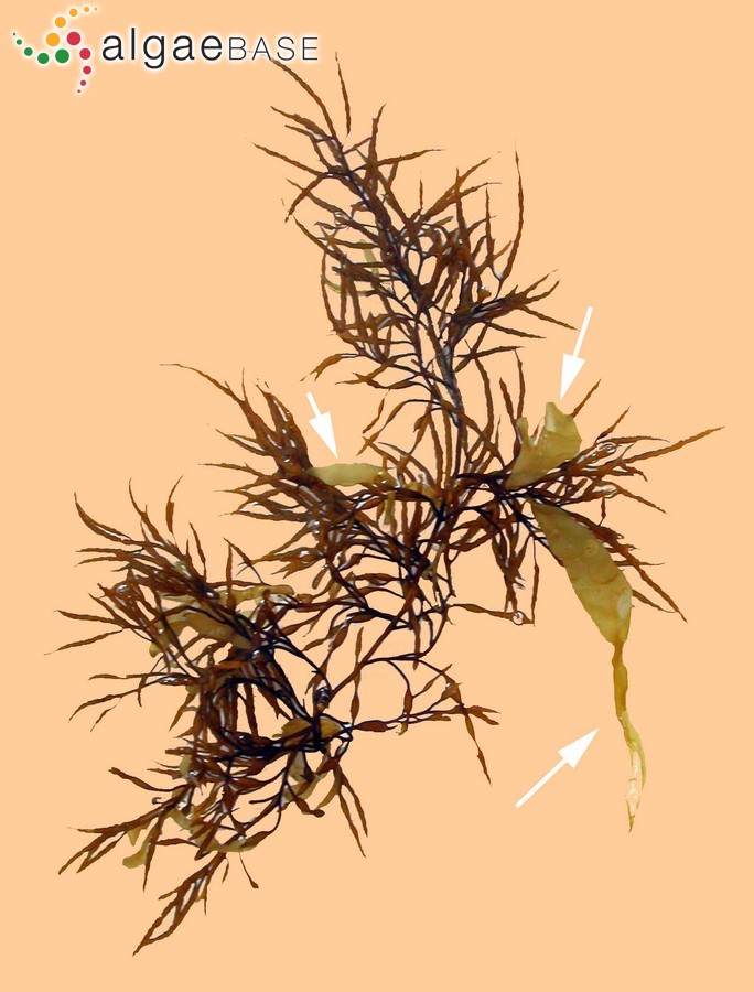Coilodesme japonica Yamada