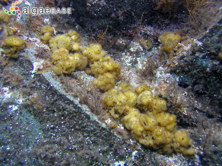 Leathesia marina (Lyngbye) Decaisne