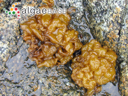 Leathesia marina (Lyngbye) Decaisne