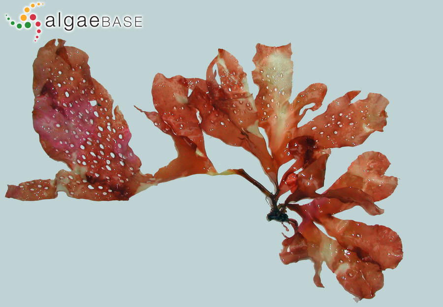 Sparlingia pertusa (Postels & Ruprecht) G.W.Saunders, I.M.Strachan & Kraft