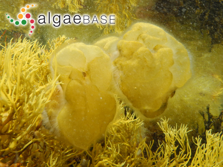 Colpomenia peregrina Sauvageau