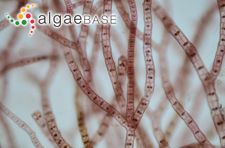 File:Algas (Asparagopsis armata), franja marina Teno-Rasca, Tenerife,  España, 2022-01-08, DD 18.jpg - Wikimedia Commons