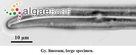Gyrosigma limosum Sterrenburg & Underwood