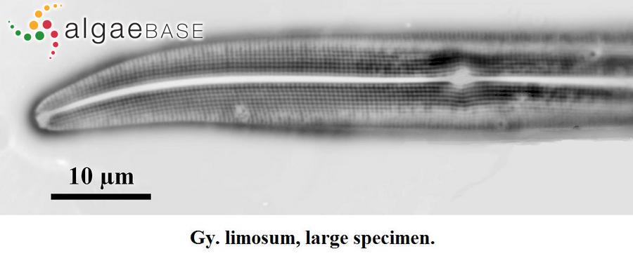 Gyrosigma limosum Sterrenburg & Underwood