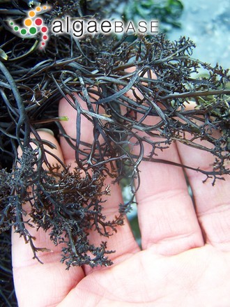 Chondracanthus canaliculatus (Harvey) Guiry