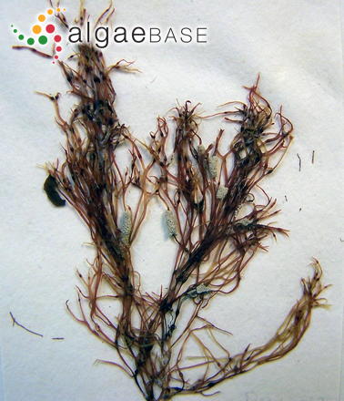 Besa leptophylla (J.Agardh) M.S.Calderon & K.A.Miller