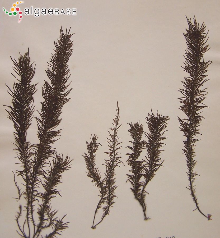 Analipus japonicus (Harvey) M.J.Wynne
