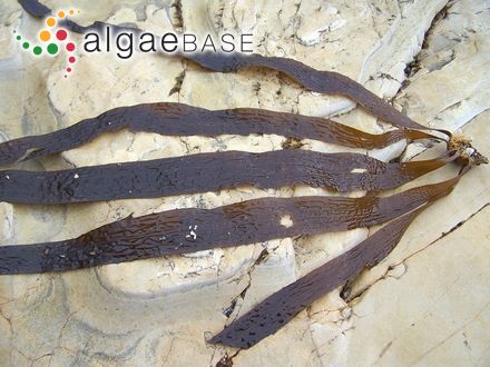 Nitophyllum ocellatum (J.V.Lamouroux) J.Agardh