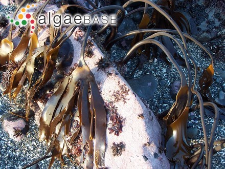 Laminaria setchellii P.C.Silva