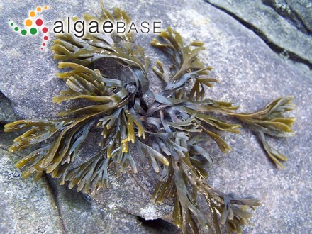 Asparagopsis sanfordiana Harvey