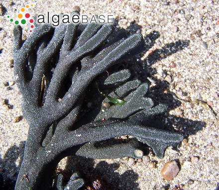 Codium fragile subsp. californicum (J.Agardh) Maggs & J.Kelly