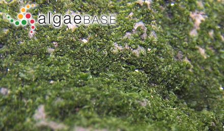 Desmarestia filamentosa E.Y.Dawson