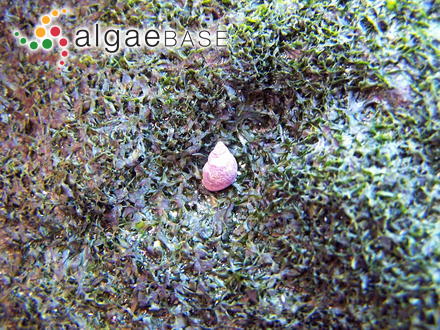 Asperococcus rugosus J.V.Lamouroux