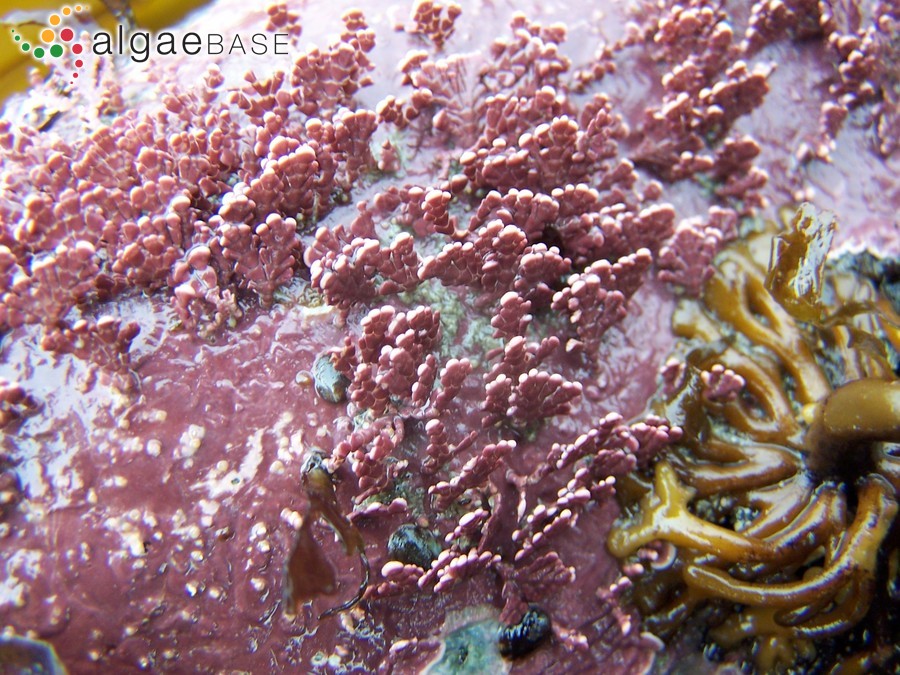 Corallina chilensis Decaisne
