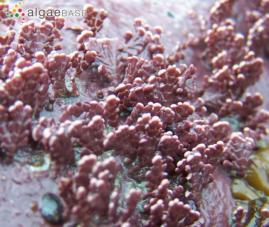 Corallina chilensis Decaisne