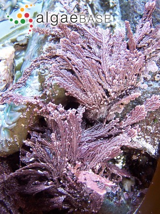 Corallina vancouveriensis Yendo