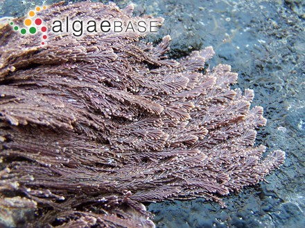 Protococcus marinus Kützing