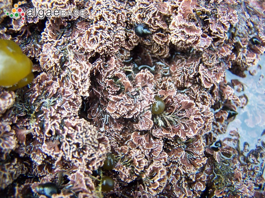 Corallina vancouveriensis Yendo