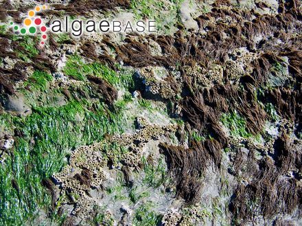 Enteromorpha clathrata var. prostrata (Le Jolis) Batters
