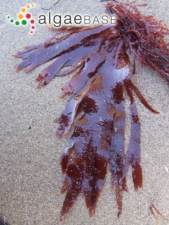 Callophyllis pinnata Setchell & Swezy