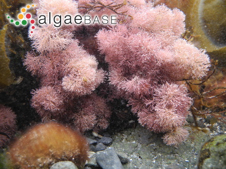 Dasyclonium cunifolium (Montagne) Scagel