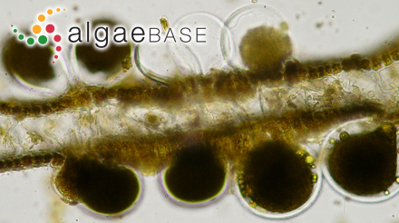 Dictyota dichotoma (Hudson) J.V.Lamouroux