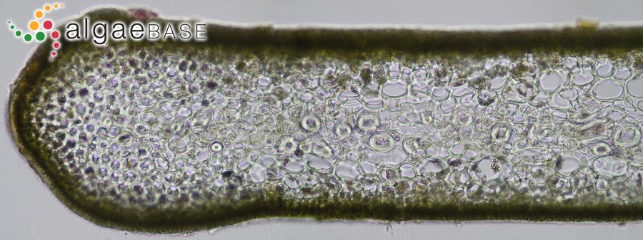 Phyllariopsis purpurascens (C.Agardh) E.C.Henry & G.R.South