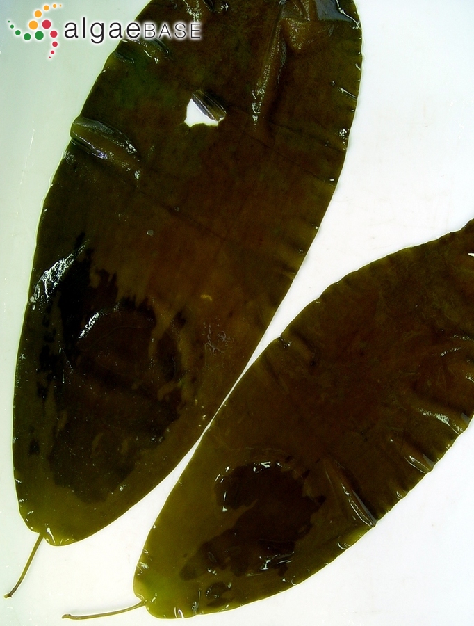 Phyllariopsis purpurascens (C.Agardh) E.C.Henry & G.R.South
