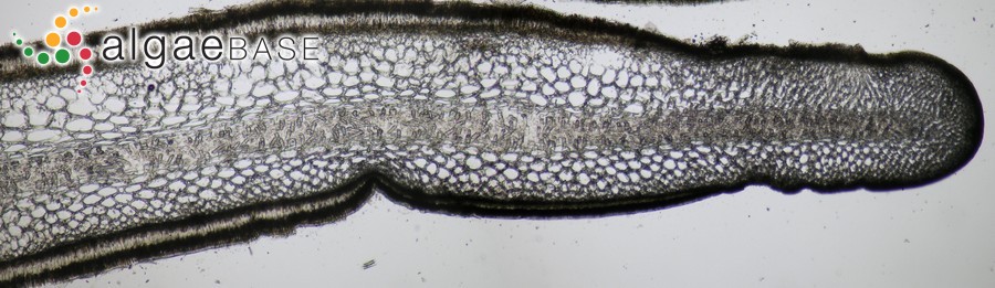 Saccorhiza polyschides (Lightfoot) Batters